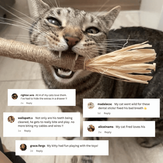 Organic Silvervine & Gall Dental Sticks