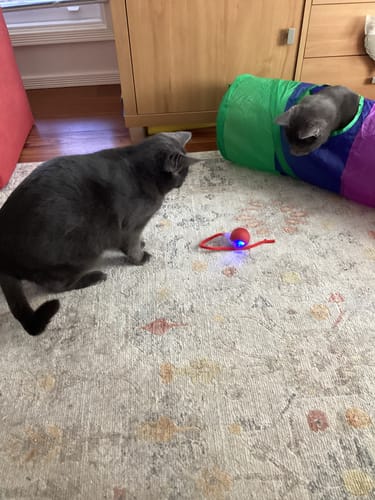 Review by Jocelyn S.