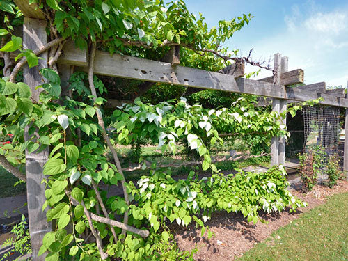 Pet Rally's Silvervine Sticks